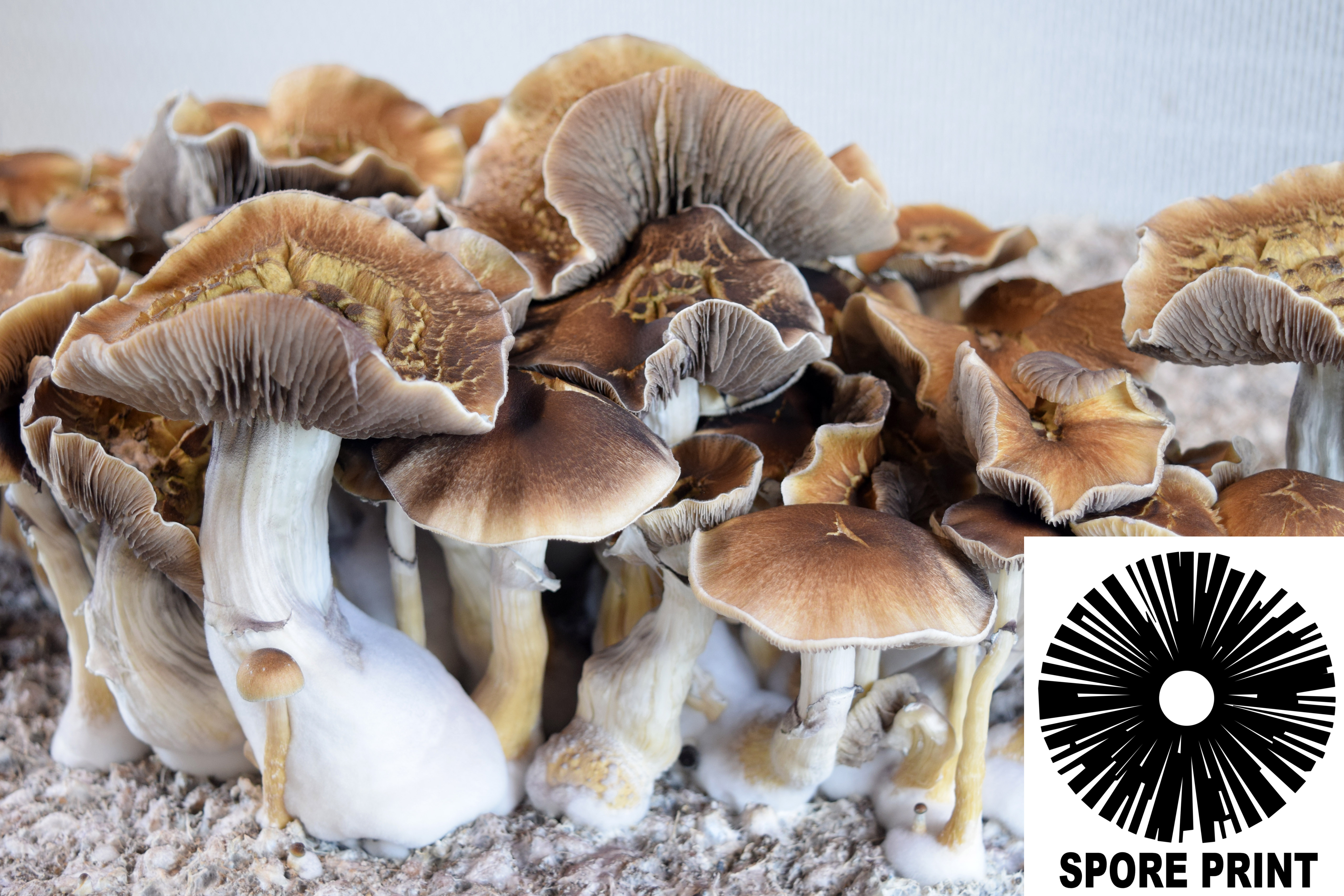 Psilocybe cubensis : Tidal Wave Spore Print